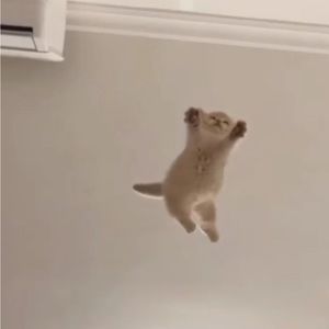 Meet your Posher, The whole circus